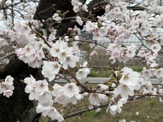 「zerolyst」さんからの投稿写真＠五条川の桜並木