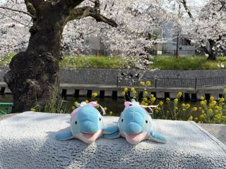 「zerolyst」さんからの投稿写真＠五条川の桜並木