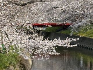 「zerolyst」さんからの投稿写真＠五条川の桜並木