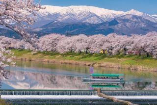 「F.Takashi」さんからの投稿写真＠白石川堤一目千本桜