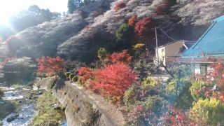 「野球大好き甲子園」さんからの投稿写真＠小原の四季桜
