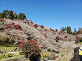「まゆまゆ」さんからの投稿写真＠小原の四季桜