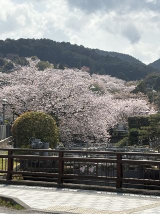 「山」さんからの投稿写真＠琵琶湖疏水
