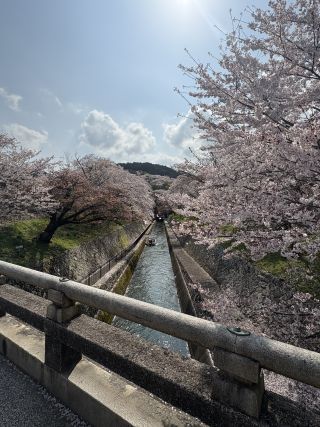 「山」さんからの投稿写真＠琵琶湖疏水