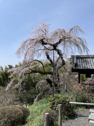「桜富士」さんからの投稿写真＠地蔵禅院のシダレザクラ