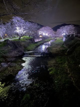 「桜富士」さんからの投稿写真＠玉川堤