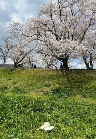 「しもっち」さんからの投稿写真＠淀川河川公園背割堤地区