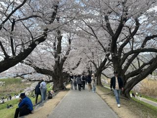 「しもっち」さんからの投稿写真＠淀川河川公園背割堤地区