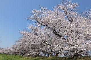 「toshi」さんからの投稿写真＠淀川河川公園背割堤地区