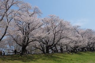 「toshi」さんからの投稿写真＠淀川河川公園背割堤地区