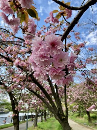 「さらり」さんからの投稿写真＠毛馬桜之宮公園