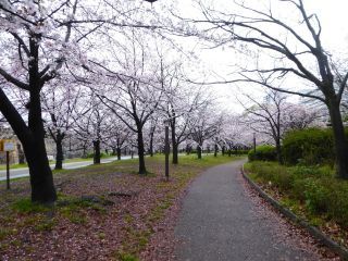 「楽々」さんからの投稿写真＠大阪城公園