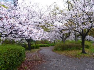 「楽々」さんからの投稿写真＠大阪城公園