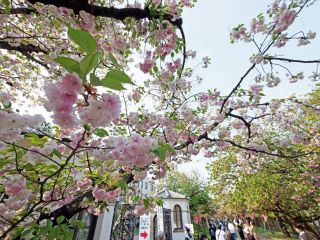 「syun syun」さんからの投稿写真＠造幣局 桜の通り抜け