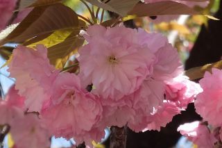 「toshi」さんからの投稿写真＠造幣局 桜の通り抜け