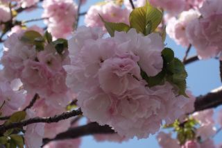 「toshi」さんからの投稿写真＠造幣局 桜の通り抜け