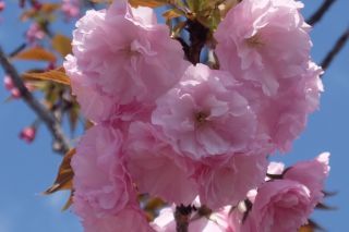 「toshi」さんからの投稿写真＠造幣局 桜の通り抜け