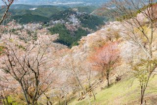 「xjlswann」さんからの投稿写真＠吉野山