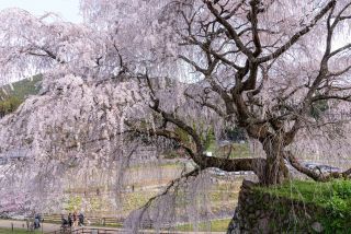 「xjlswann」さんからの投稿写真＠本郷の瀧桜（又兵衛桜）