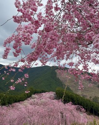 「山」さんからの投稿写真＠高見の郷のシダレザクラ