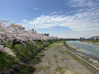 「たびと」さんからの投稿写真＠桧木内川堤のソメイヨシノ