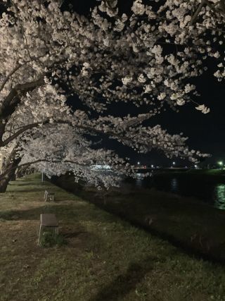 「たびと」さんからの投稿写真＠桧木内川堤のソメイヨシノ