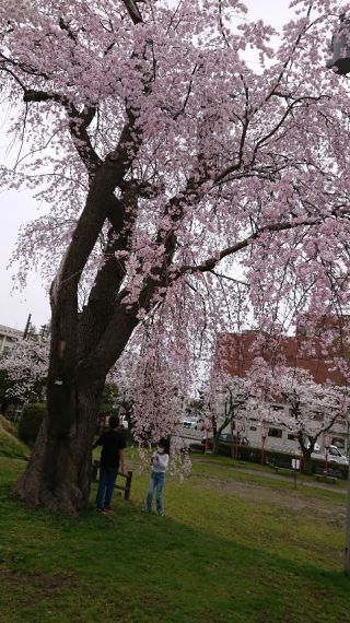 「夢花」さんからの投稿写真＠鶴岡公園