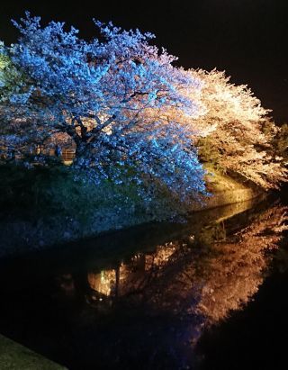 「まっさん」さんからの投稿写真＠舞鶴公園（福岡県）