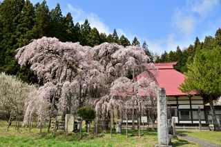 「jun」さんからの投稿写真＠永泉寺の桜