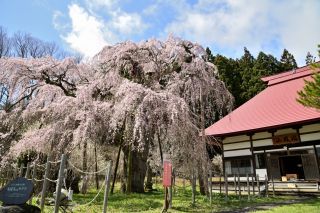 「jun」さんからの投稿写真＠永泉寺の桜