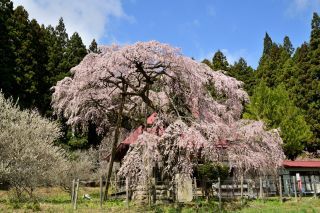 「jun」さんからの投稿写真＠永泉寺の桜