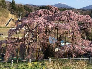 「ちよちゃん」さんからの投稿写真＠三春滝桜