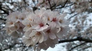 「かよちゃん」さんからの投稿写真＠鮎河の千本桜