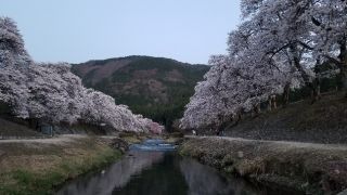「かよちゃん」さんからの投稿写真＠鮎河の千本桜