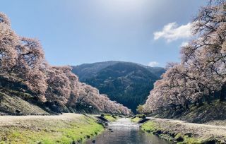 「りんこ」さんからの投稿写真＠鮎河の千本桜