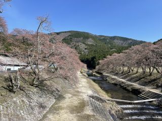 「いなぴー」さんからの投稿写真＠鮎河の千本桜