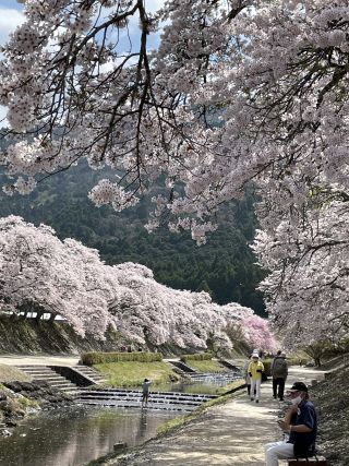 「いなぴー」さんからの投稿写真＠鮎河の千本桜