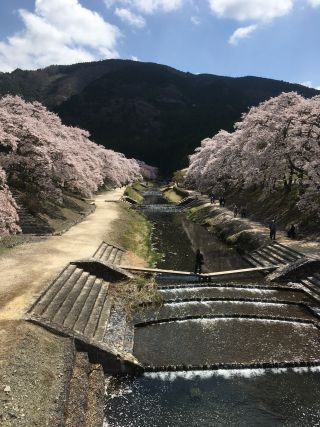 「mimi」さんからの投稿写真＠鮎河の千本桜