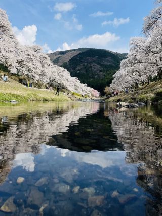 「じぇりお」さんからの投稿写真＠鮎河の千本桜