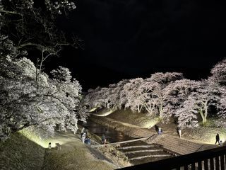 「koka mono」さんからの投稿写真＠鮎河の千本桜