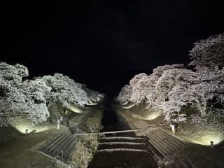 「koka mono」さんからの投稿写真＠鮎河の千本桜
