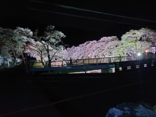 「澤ちゃん」さんからの投稿写真＠鮎河の千本桜