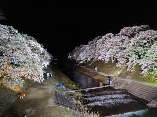 「澤ちゃん」さんからの投稿写真＠鮎河の千本桜