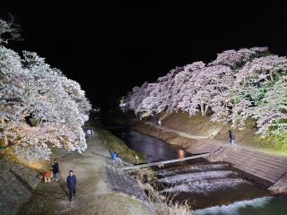 「澤ちゃん」さんからの投稿写真＠鮎河の千本桜