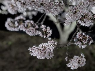 「たかちゃん」さんからの投稿写真＠鮎河の千本桜