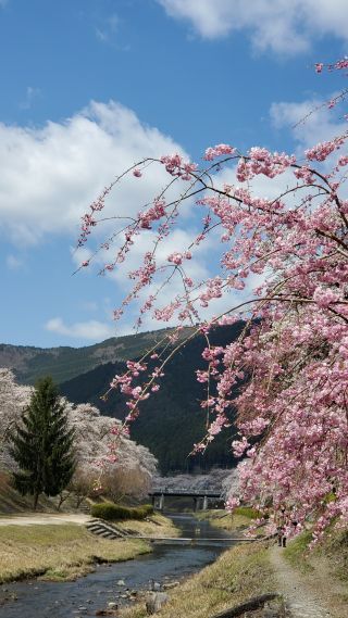 「スーさん」さんからの投稿写真＠鮎河の千本桜