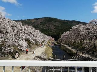 「ゆうちゃん」さんからの投稿写真＠鮎河の千本桜