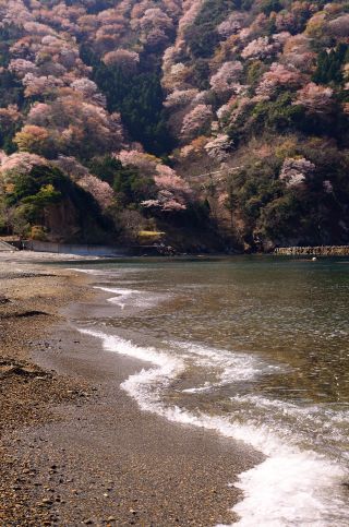 「釣り好きマン」さんからの投稿写真＠神子の山桜