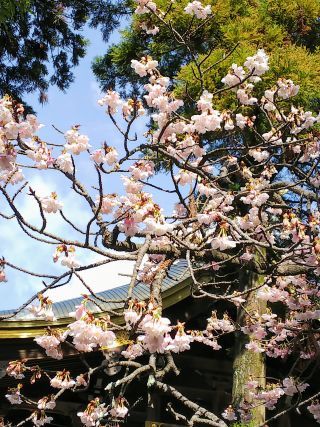 「平戸街道の桜」さんからの投稿写真＠宮地嶽神社
