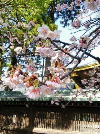 「平戸街道の桜」さんからの投稿写真＠宮地嶽神社